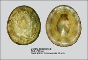 Cellana karachiensis (2)